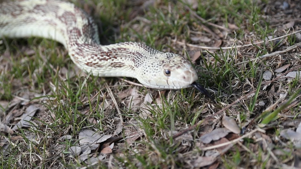 Video The Helpful And Non Venomous Bull Snake Youtube