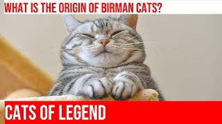 Discovering the Sacred Birman Cat: History, Characteristics, & Care