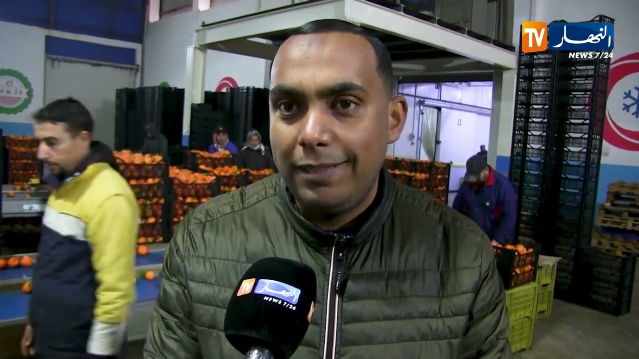 الشلف / إنتاج وفير يقابله انخفاض في سعر الحمضيات بالأسواق