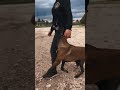 🤩🤩  #malinois #dogsofyoutube #belgianmalinois #dogcoach #k9training #k9dog