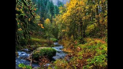 سورة الاخلاص - والمعوذتين - ماهر المعيقلي - مكرره بجودة عاليه..🌸