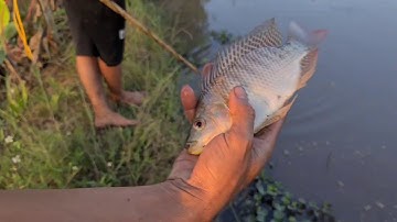 Vác Kích Truy Băt Cặp Cá Chép Rồng Khủng Nhất Việt Nam Gần 20 Kg Lên Đồng Đẻ | Thú Vui 3 Miền