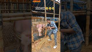 পিংক কালারের গরু #shorts #vairal #caw
