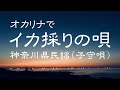 オカリナで「イカ採りの唄」(歌詞付き)/神奈川県民謡(子守唄)