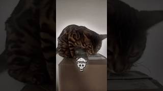 The crazy cats #cat