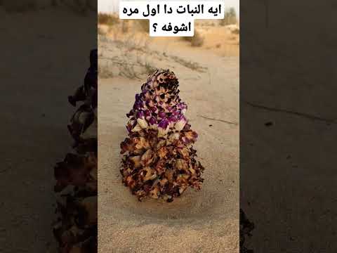 نوع نبات غريب شفته بالصدفه في الصحرا