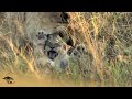 Male Lions Attack Cubs