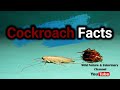 Cockroach facts: Beautiful and close-up scenes | Amazing Animals | Cockroaches, insects, bugs