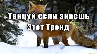 🦊Танцуй если знаешь этот тренд❄️ТРЕНДЫ 2023🦊