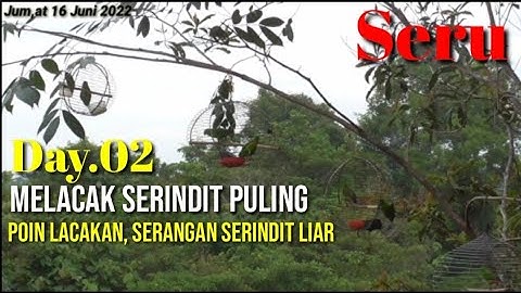 melacak serindit puling seru sekali||Poin lacakan serangan burung serindit di atas kepala