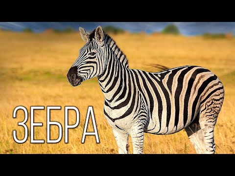 Зебра: Полосатая "африканка" | Интересные факты про зебру