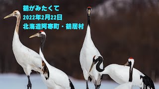 押し花アート【雪の朝 タンチョウ鶴】 mqdefault.jpg