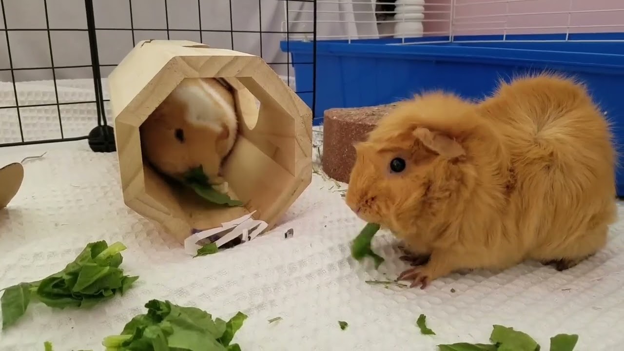 Meet Beady-Required Couple! a Abyssinian currently available for adoption! 5/8/2023 10:18:02 AM