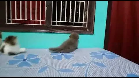 Watch the video about Persian kittens Triple Coat available