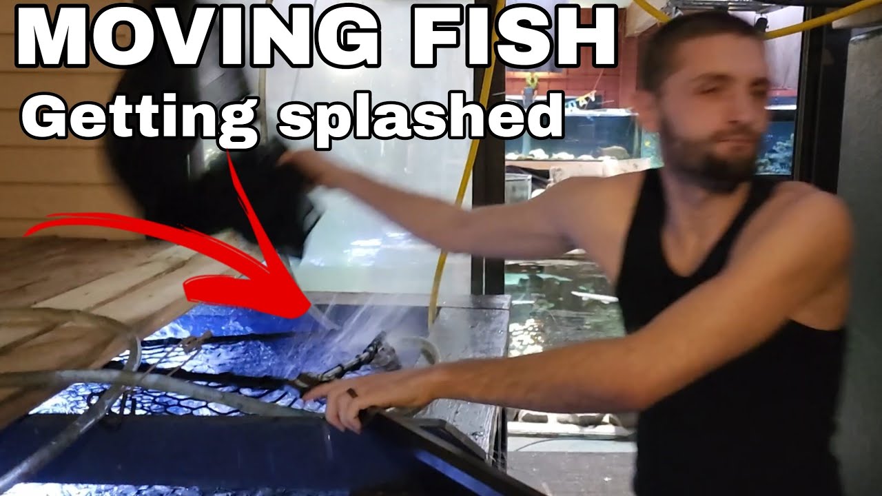 MOVING BIG FISH. GETTING READY FOR THE LEGASEA MOVE - YouTube
