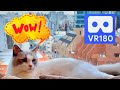 Tokyo Cat Cafe in VR180 Vuze XR