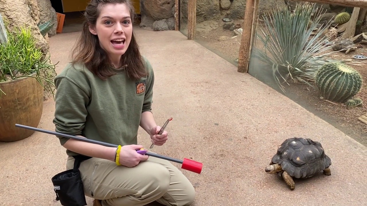 How To Train Your Tortoise Youtube