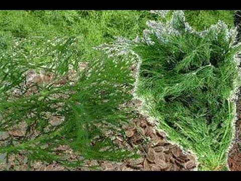فوائد الشبت للقلب و المعدة و تهدئة الاعصاب