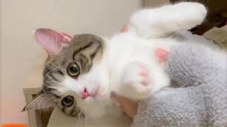 ブラッシングの練習をする子猫たち/Kittens brushing