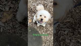 Too sunny ☀️ #cavapoopuppy #puppy #dogshorts #petlover #pets #dogvideos #doglove #puppylove #dog