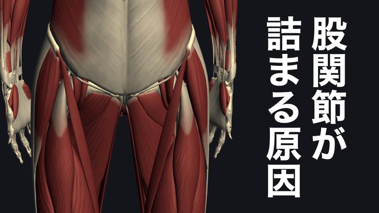 股関節の前側の詰まりや痛みの原因を解説してみた