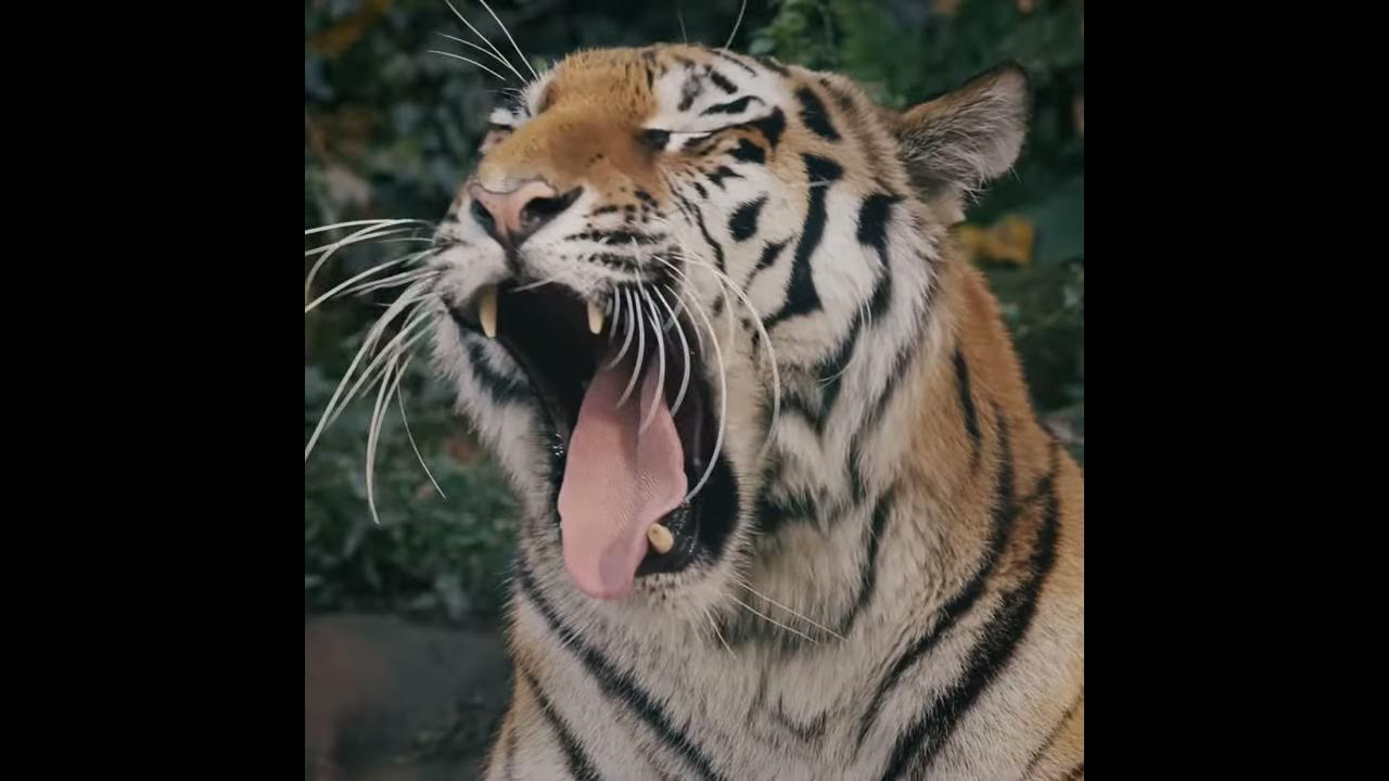 The Body Shop Shaving Kit Mr. President YouTube