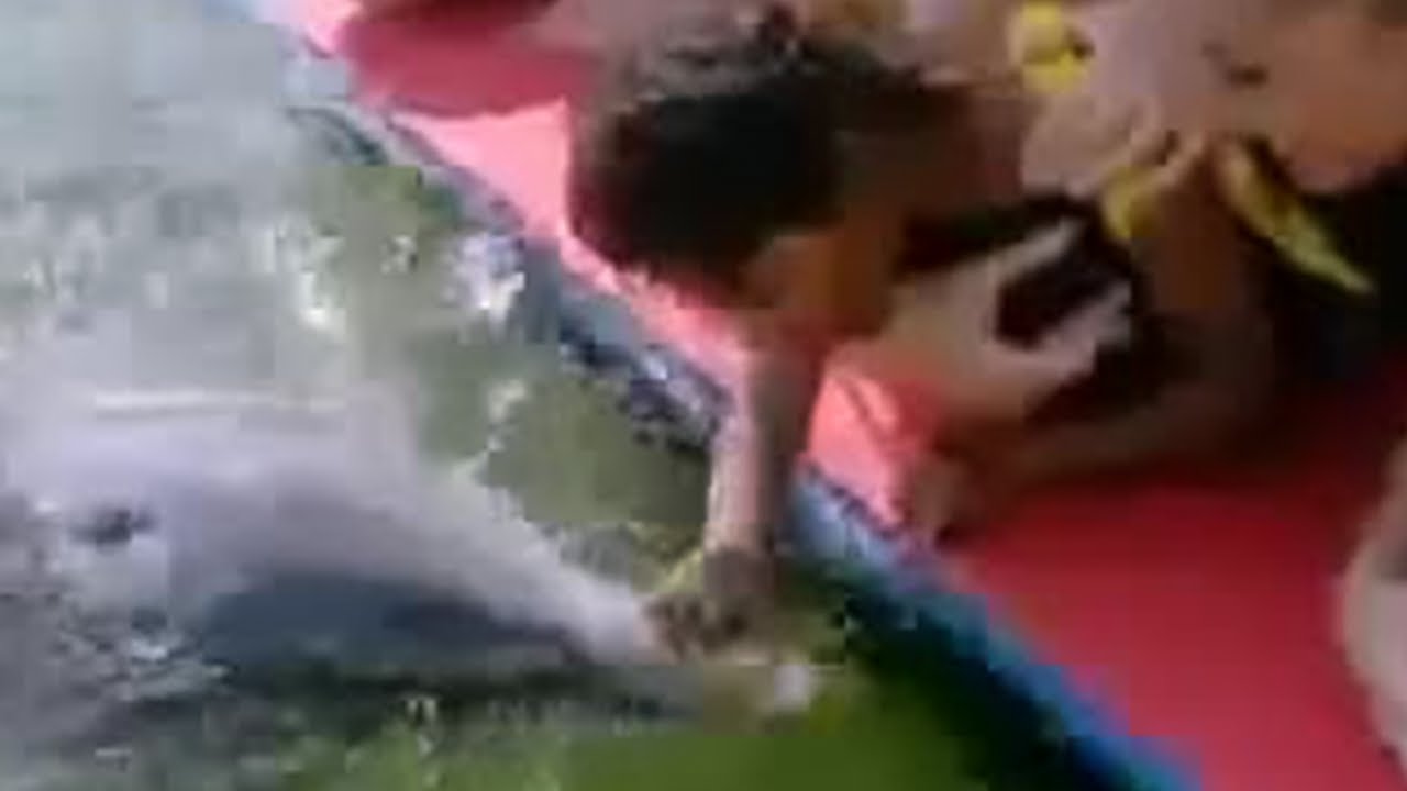 Girl Swimming with Dolphins | BBC Studios