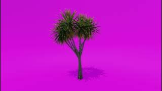 Trees Green Screen -  Palm Cabbage Tree A