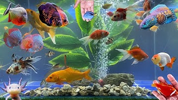 Video Tổng Hợp Động Vật Dễ Thương Đầy Màu Sắc,Hoa,Cây,Cá Mập,Rùa,Rắn,Cá Vàng,Cá Koi,Cá Trê,Cá Tỳ Bà