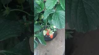 Зимний урожай. 10 кг как с куста. 🍓🍓🤣🍓🍓