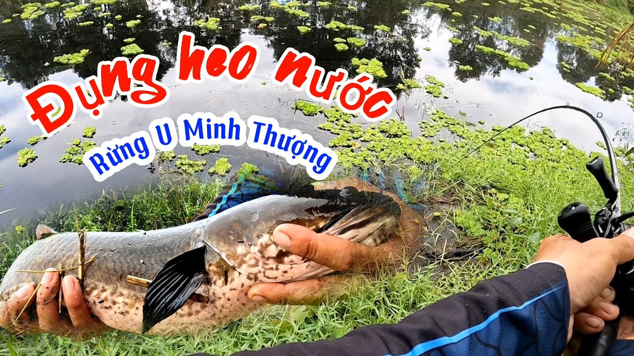 Câu cá lóc 1 bến lên 2hugo / Câu cá lóc rừng U Minh Thượng (tập 128) @HỮU KHUYNH KiênGiang