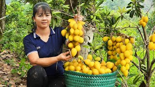 Harvesting Plums Goes To Market Sell  Shopping in the supermarket | Phuong Daily Harvesting