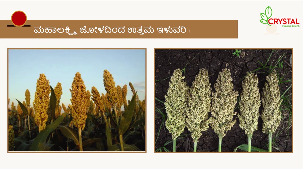 Mahalaxmi Seed Kannada DH YouTube