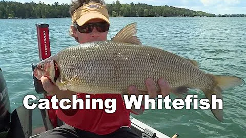 Understanding Whitefish  Fishing Edge TV