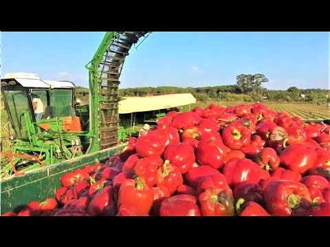 Video: Gjødsel For Pepper