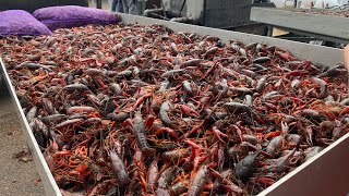 I cooked 15,000 pounds of crawfish in Memphis,Tennessee😱🚨‼️