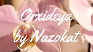 картинка: Falenopsis Orxideya guli parvarishidagi 5 qadam va xatolar. Фаленопсис Орхидея парвариши