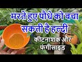 मरते हुए पौधे को बचा सकती है हल्दी जानें कैसे | Use Turmeric in the Garden and See What Happens!!