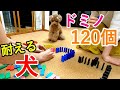 ドミノ120個を犬と一緒に並べようとしたら必死に耐える姿が可愛かったw【トイプードル】