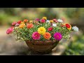 Relaxing Garden ASMR: Planting Colorful Japanese Roses 🌸 (Moss Rose Transformation)