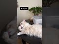 Житуха.
