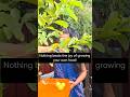 Backyard guava harvest bliss! #theurbangrowers #backyardvibes