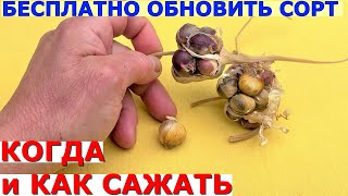 картинка: Бульбочки чеснока Как вырастить чеснок