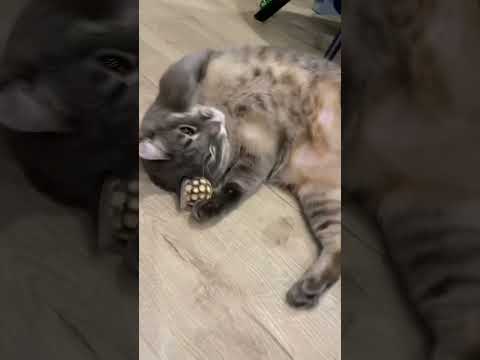 Интересные игрушки (и не только) для кота 😻 #shorts #кот #котики #кошки
