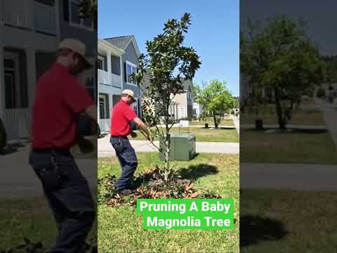 Video: Sweetbay Magnolia Diseases: Pagkilala sa mga Sintomas ng Magnolia Disease Sa Sweetbay
