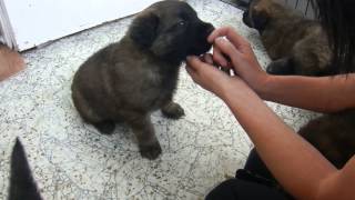 Leonberger puppies at 5 weeks old - June 2013