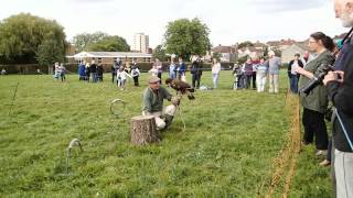 Monian Steppe Eagle - Khulan At Troopers Hill, Bristol