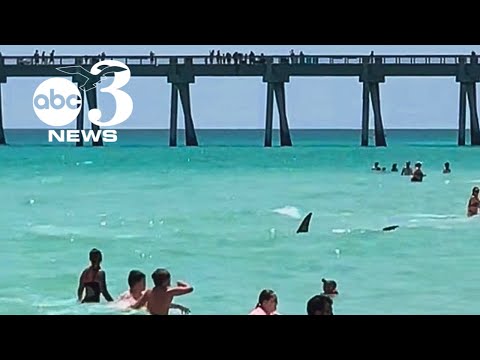 VIDEO: Shark in shallow waters at Navarre Beach, Florida sends people hurrying out of water
