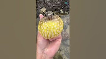 Có ai biết con cua kì cục này là cua gì không vậy | Review bắt hải sản #shorts #sanbathaisan