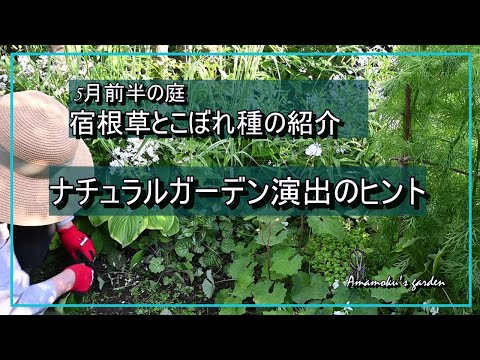 5月前半の庭 ナチュラルガーデン演出のヒント ガーデニング カモミールティー 枝の支柱 山野草 宿根草 こぼれ種 暮らしを楽しむvlog Youtube
